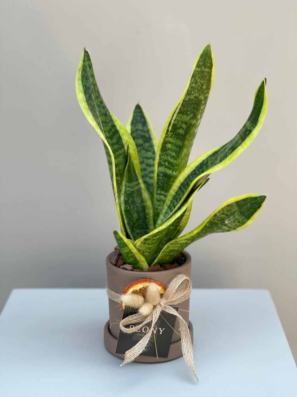 Sansevieria Paşa Kılıçı